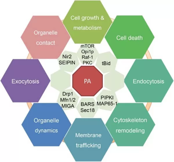 Multiple roles of phosphatidic acid (PA) (Zhou et al., 2024)